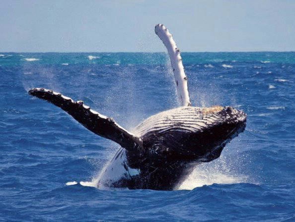 Whale Watching Sharu tours