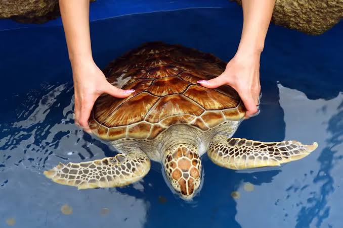 Turtle hatchery