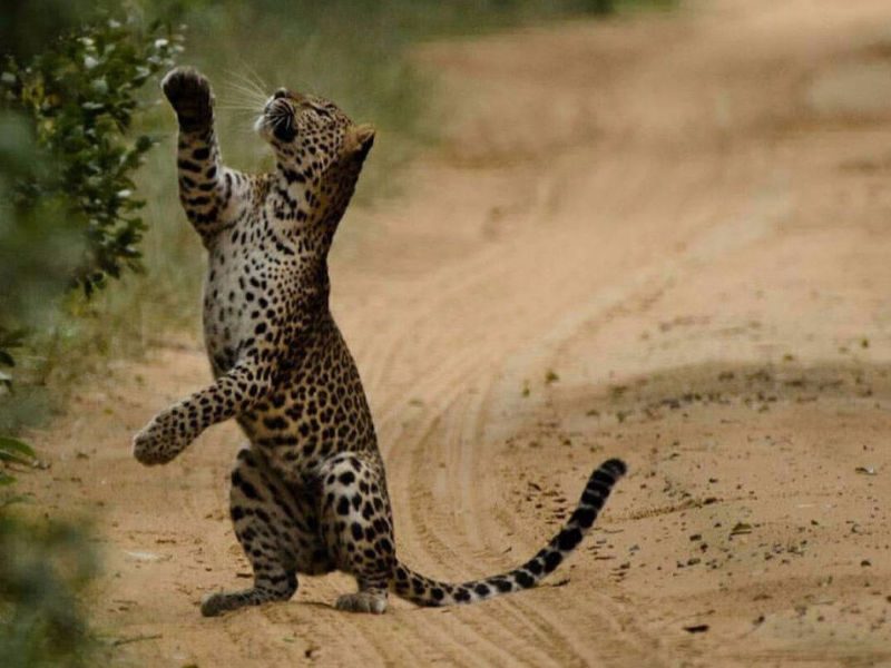 Sharu tours - Wild Safari, Wilpattuwa, yala, udawalawe, kumana, habarana