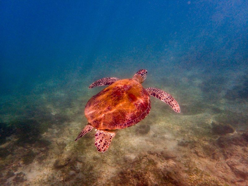 Mirissa