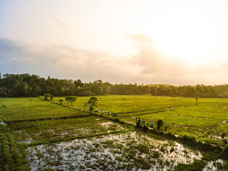 Paddy-Lake